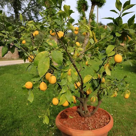 Lovely Tuscan 아파트 *